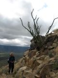 ocotillo.jpg