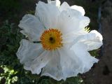 prickly poppy.jpg