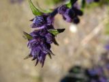 purple buds.jpg