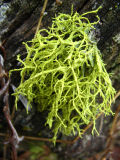 yellow lichen.jpg
