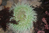 green anenome.jpg