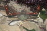 feisty crab.jpg