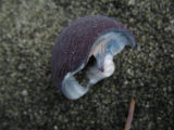 snail shell.jpg