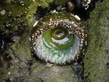 anenome out of water.jpg