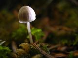 delicate white mushroom.jpg
