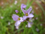 sand flower.jpg