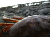 crabs eye view.jpg