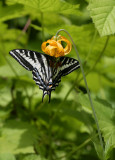 1Rare Swallowtail Lily.jpg