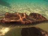 Stingray Flight