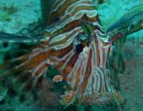 Lionfish