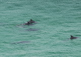 porpoises, not sure how you photograph them in the wild from 300 feet above