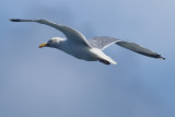 herring gull ( Larus Argentatus )