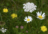 some wildflowers that asked to represent their myriad brothers