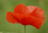 Tuscan Poppy