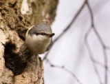 Nuthatch (Ntvcka) Sitta europea