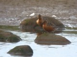 Red Knot (Kustsnppa) Calidris canutus