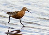 Curlew Sandpiper (Spovsnppa) Calidris ferruginea