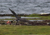 Gyrfalcon (Jaktfalk) Falco rusticolus