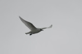 Ivory Gull (Isms) Pagophila eburnea