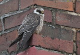 Red-footed Falcon (Aftonfalk) Falco vespertinus