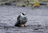 Red-footed Falcon (Aftonfalk) Falco vespertinus