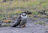 Red-footed Falcon (Aftonfalk) Falco vespertinus