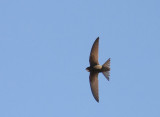 Common Swift (Tornseglare) Apus apus