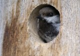 Siberian Tit (Lappmes) Parus cinctus