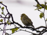 Serin (Gulhmpling) Serinus serinus