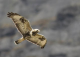 Rough-legged Buzzard (Fjllvrk) Buteo lagopus