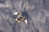 Rough-legged Buzzard (Fjllvrk) Buteo lagopus