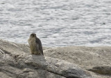 Gyrfalcon (Jaktfalk) Falco rusticolus