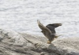 Gyrfalcon (Jaktfalk) Falco rusticolus