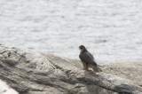 Gyrfalcon (Jaktfalk) Falco rusticolus