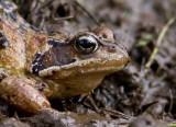 Common Frog (Vanlig groda) Rana temporaria