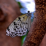 nk_008053a.jpg