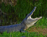 Everglades National Park