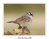 Bruant  couronne blanche / White crowned sparrow