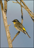 Yellow-rumped Warbler