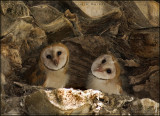 Barn Owlets in Menlo Park