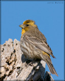 House Finch, Yellow variant