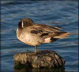 Northern Pintail