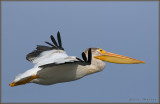 American White Pelican