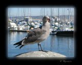 Monterey_Moewe_190a.jpg