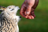 Wildpark, Alte Fasanerie, Klein-Auheim, Hanau, Frankfurt