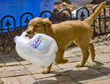 Haulin the Milk