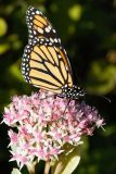 Monarch Butterfly