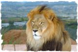 Male Lion / Out of Africa / Camp Verde, AZ