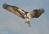 Visarend - Osprey - Pandion haliaetus