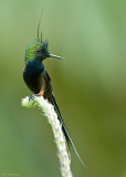 Gekuifde Draadkolibrie - Wire-crested Thorntail - Popelairia popelairii